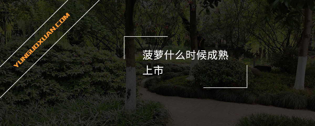 菠萝什么时候成熟上市？